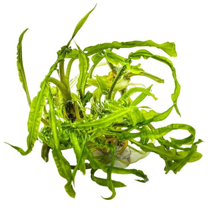 Cryptocoryne crispatula Cup