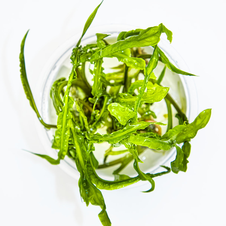 Cryptocoryne crispatula Cup