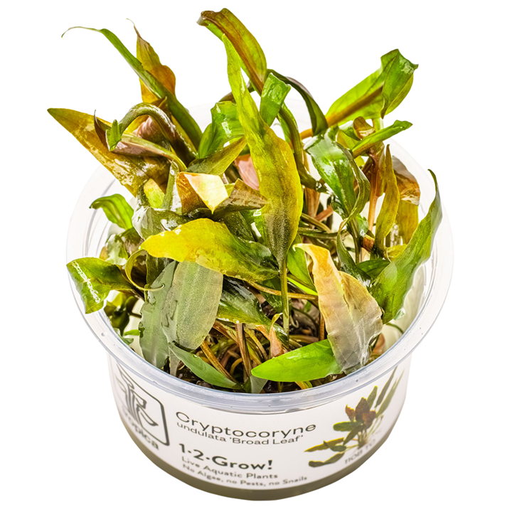 Cryptocoryne undulata “Broad leaf” Cup