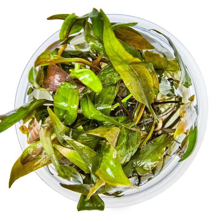 Cryptocoryne undulata “Broad leaf” Cup