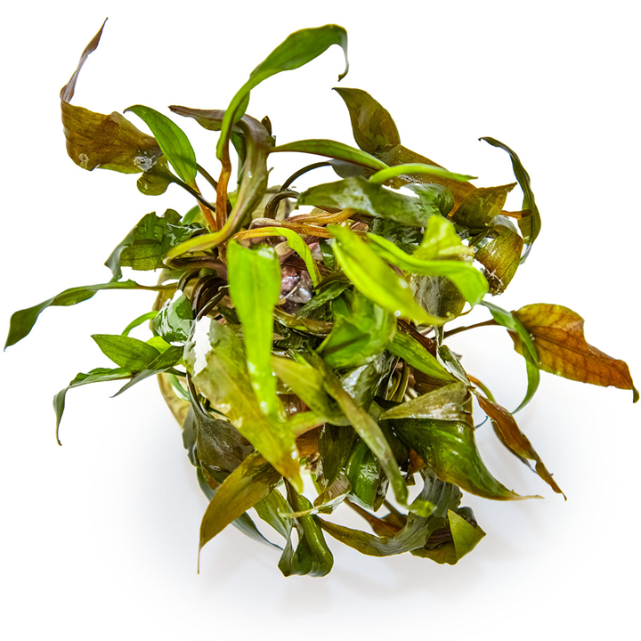 Cryptocoryne undulata “Broad leaf” Cup