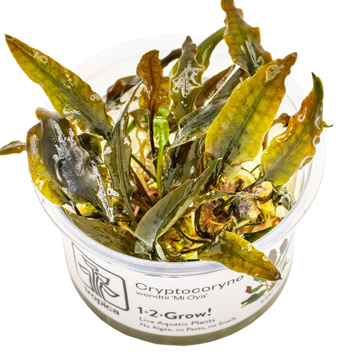 Cryptocoryne wendtii “Mi Oya” cup