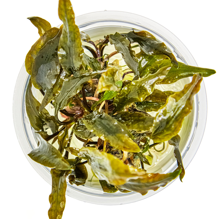 Cryptocoryne wendtii “Mi Oya” cup