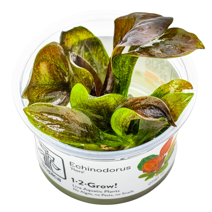 Echinodorus “reni” Cup