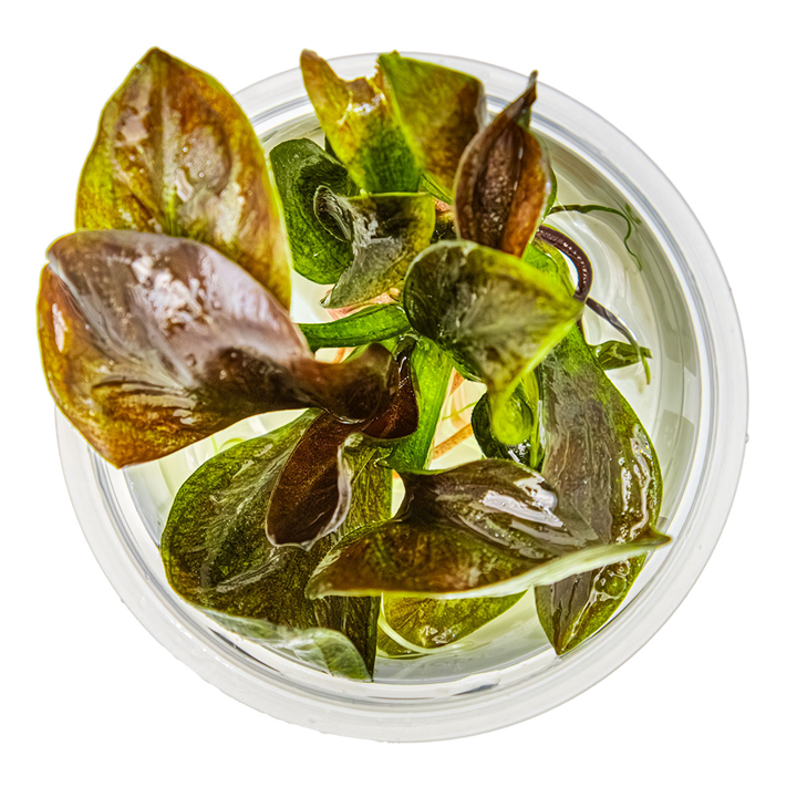 Echinodorus “reni” Cup