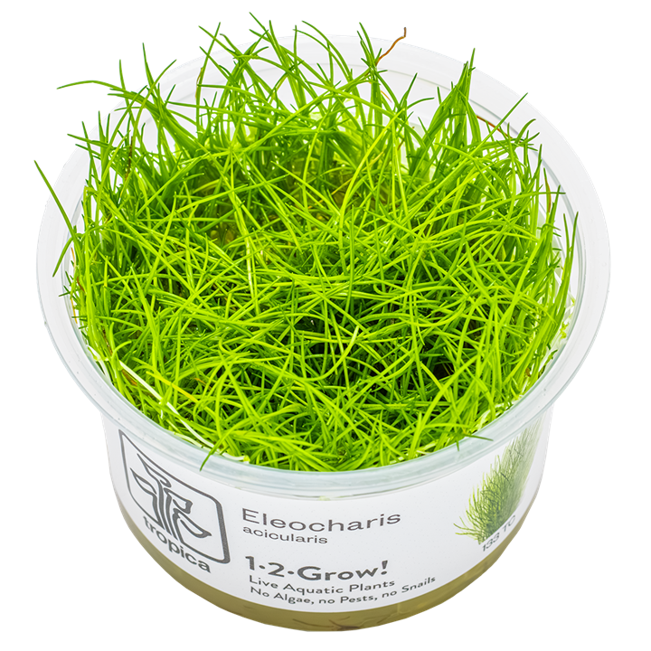 Eleocharis acicularis Cup