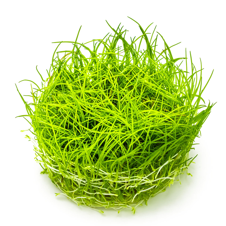 Eleocharis acicularis Cup
