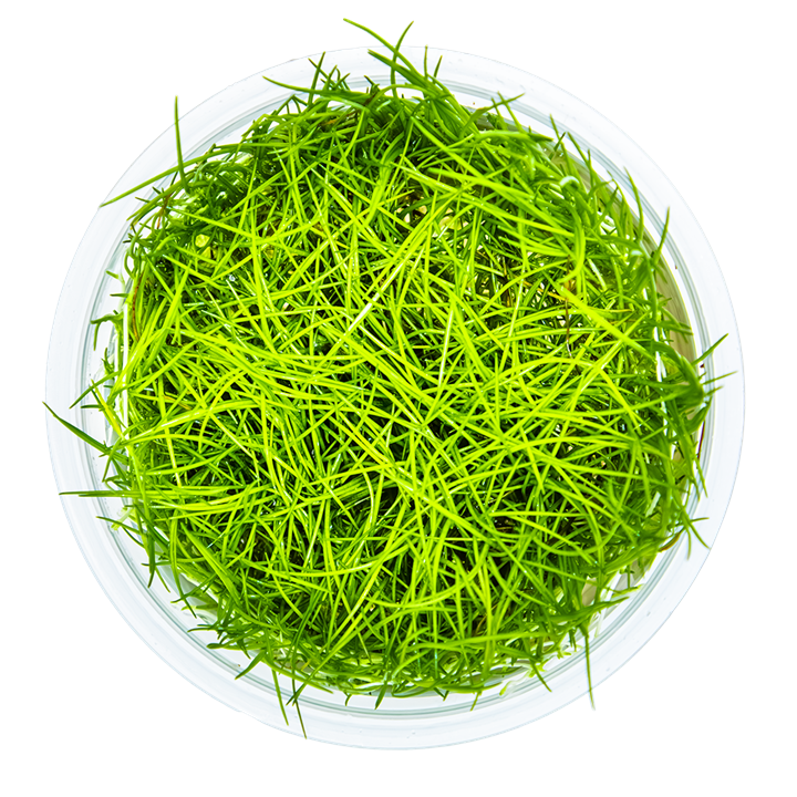 Eleocharis acicularis Cup