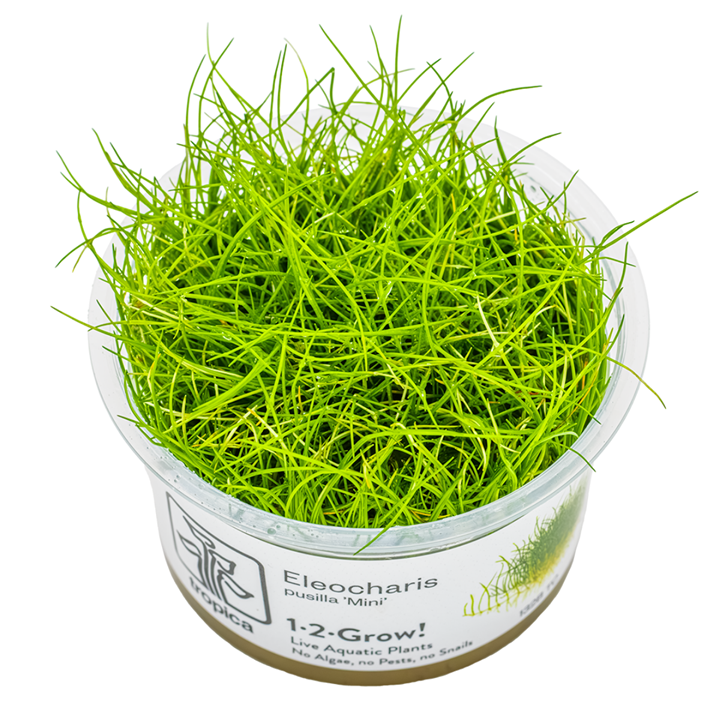 Eleocharis pusilla “Mini” Cup