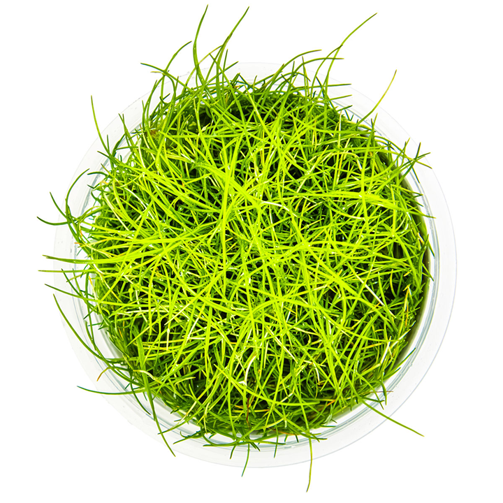 Eleocharis pusilla “Mini” Cup
