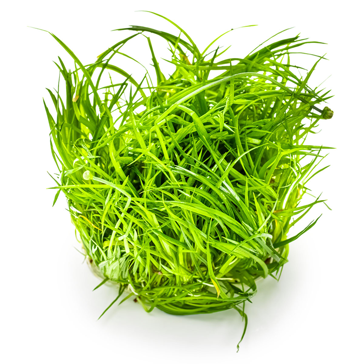 Eriocaulon cinereum Cup