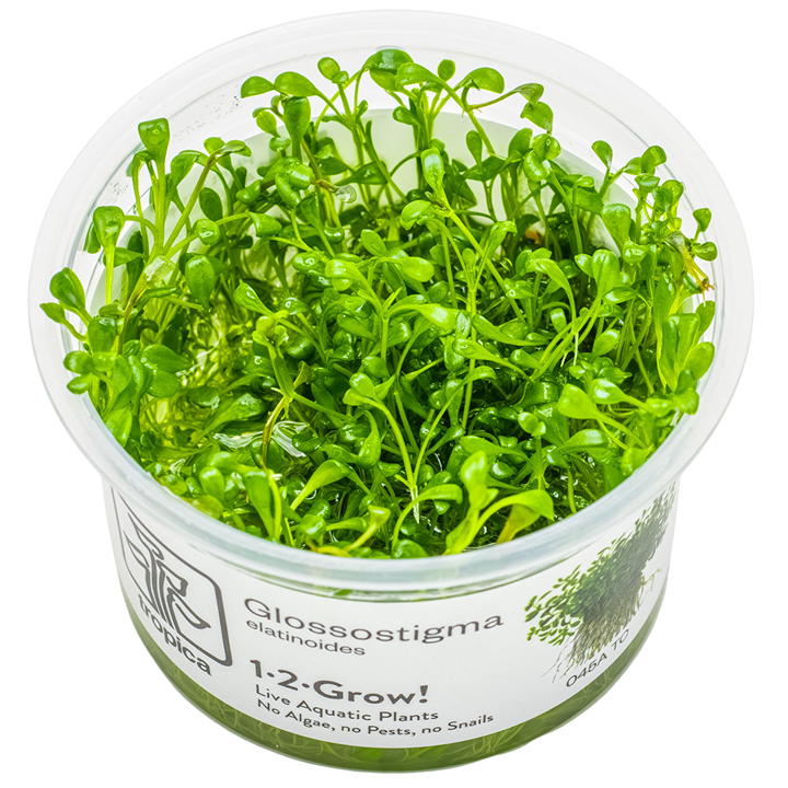 Glossostigma elatinoides Cup