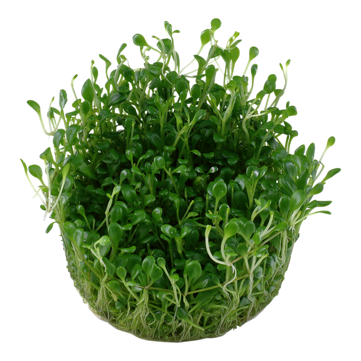 Glossostigma elatinoides Cup