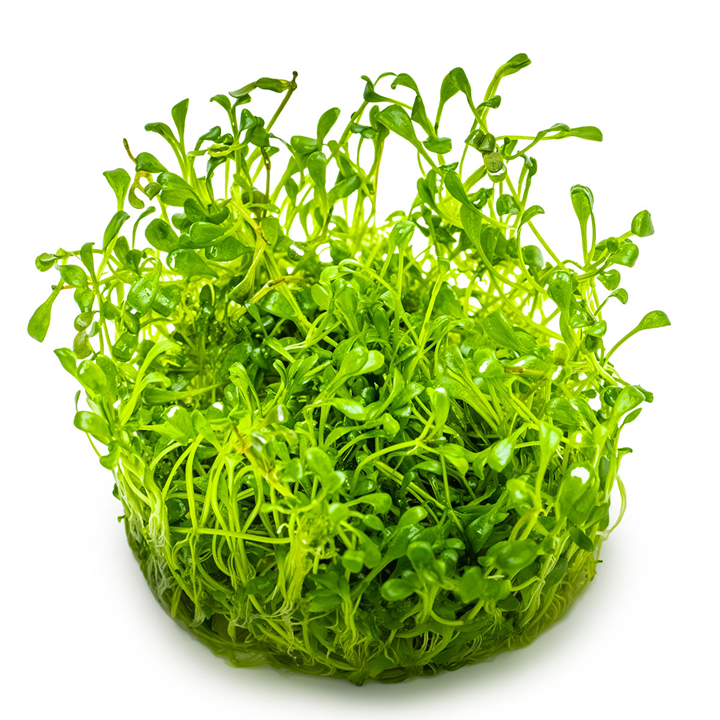 Glossostigma elatinoides Cup