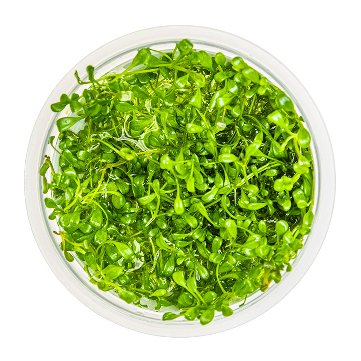 Glossostigma elatinoides Cup