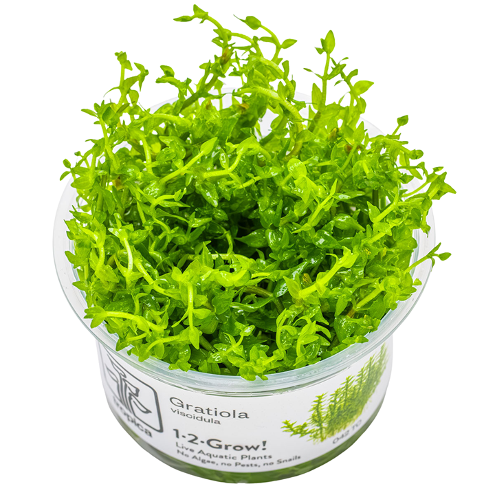 Gratiola Viscidula Cup
