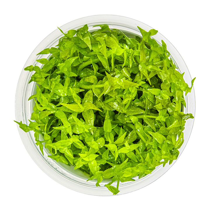 Gratiola Viscidula Cup