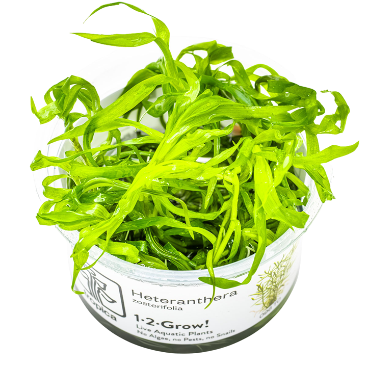 Heteranthera zosterifolia Cup