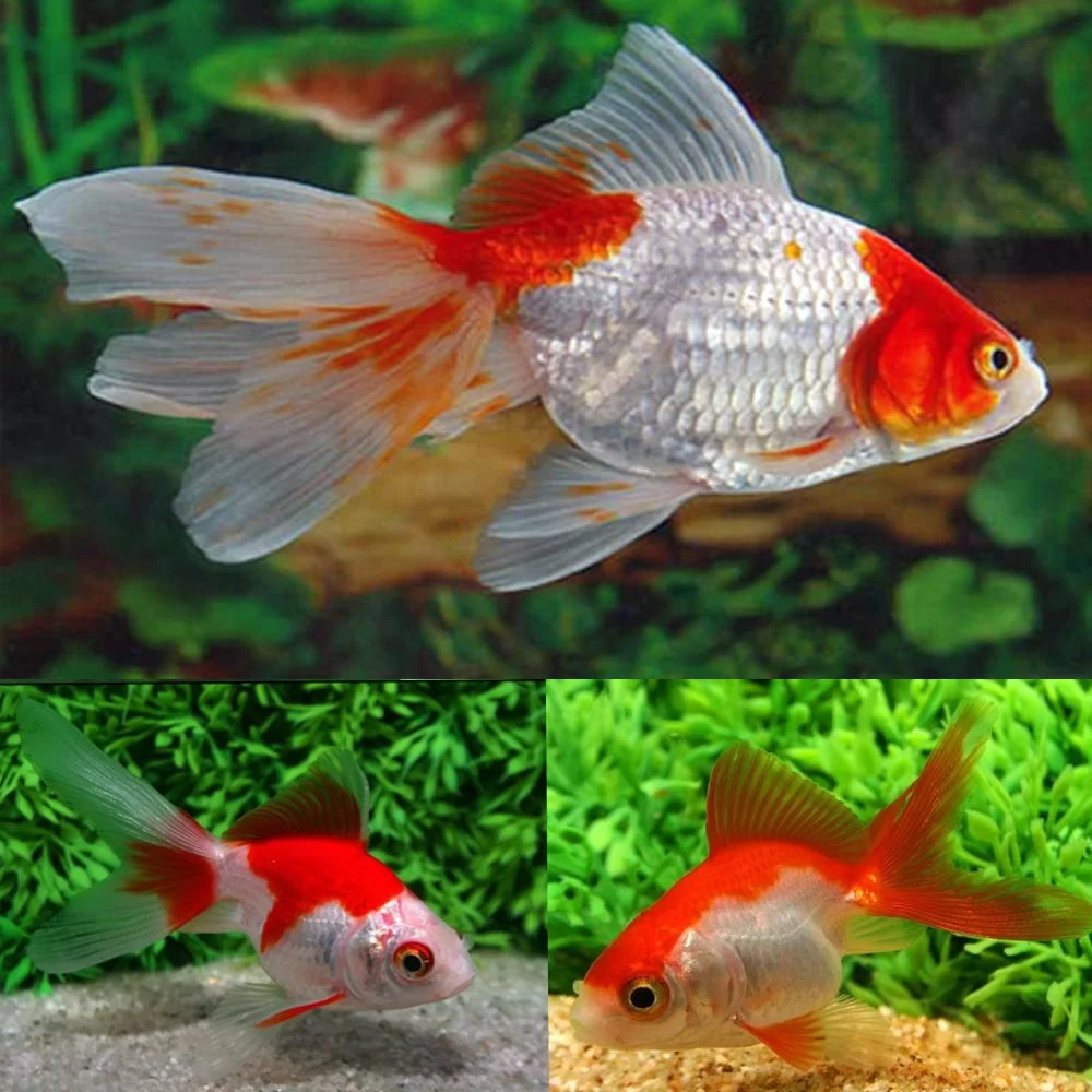 Carassius auratus red white