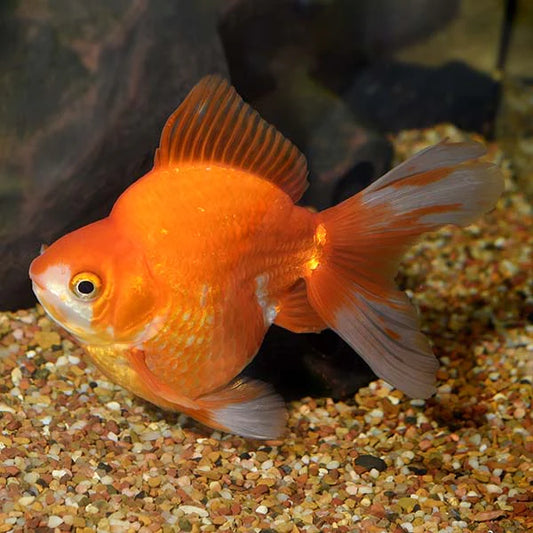 Carassius auratus ryukin red+white short tail