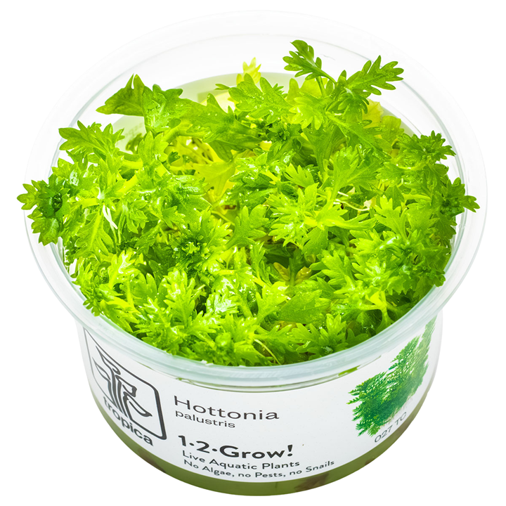 Hottonia palustris Cup