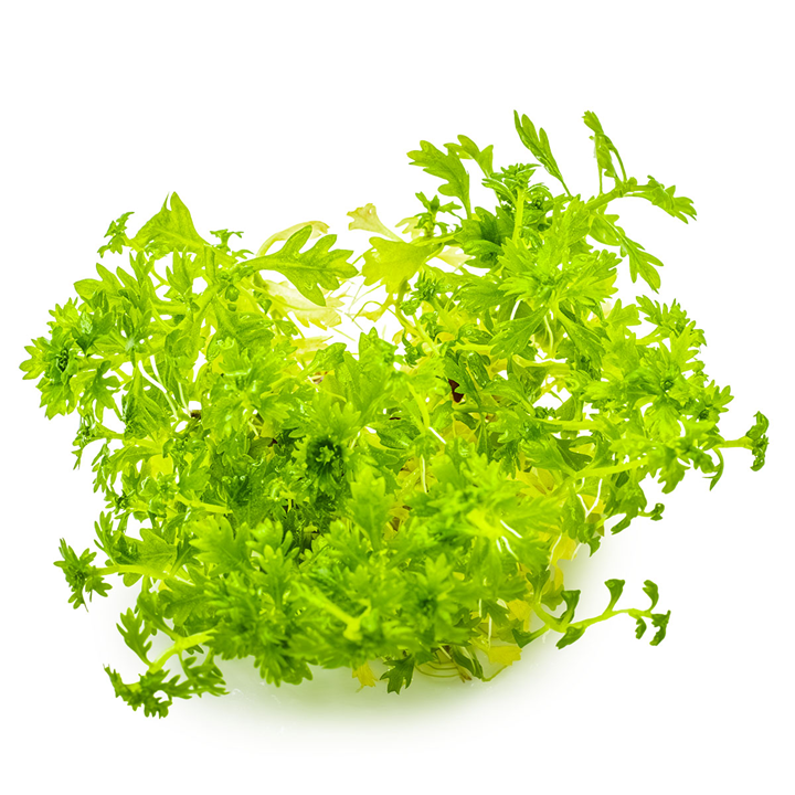 Hottonia palustris Cup