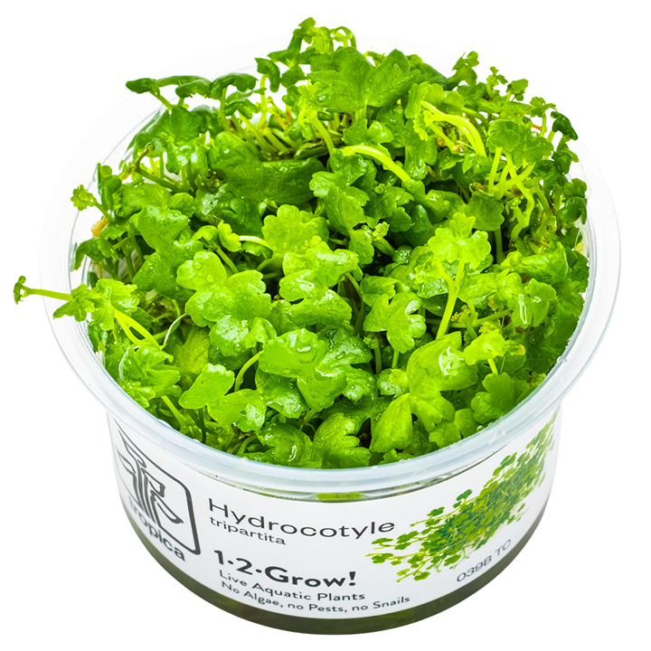 Hydrocotyle tripartita Cup