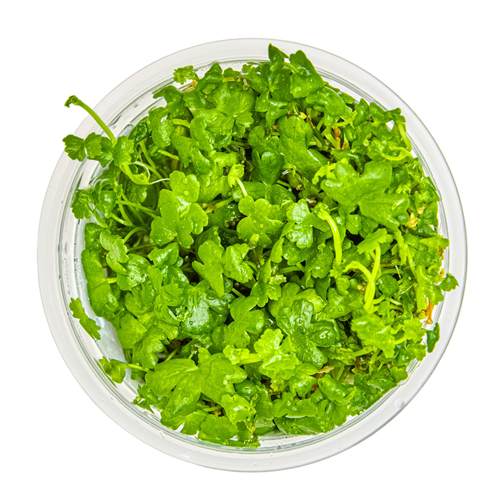 Hydrocotyle tripartita Cup