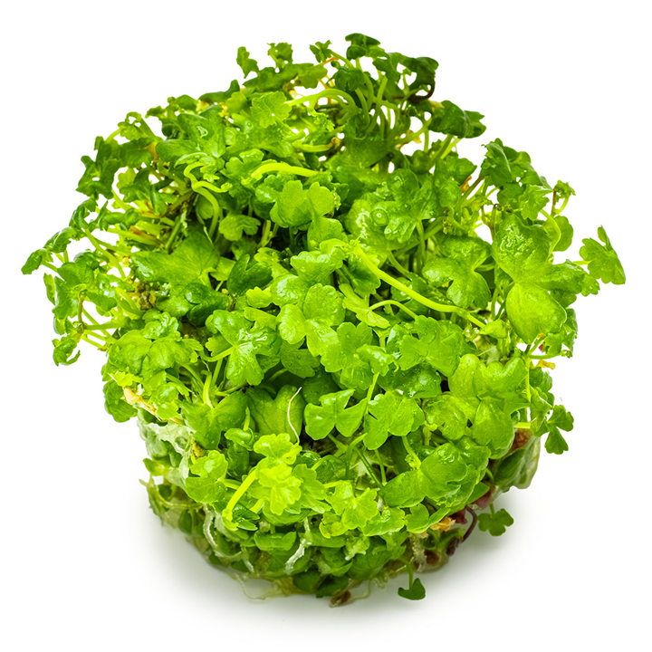 Hydrocotyle tripartita Cup
