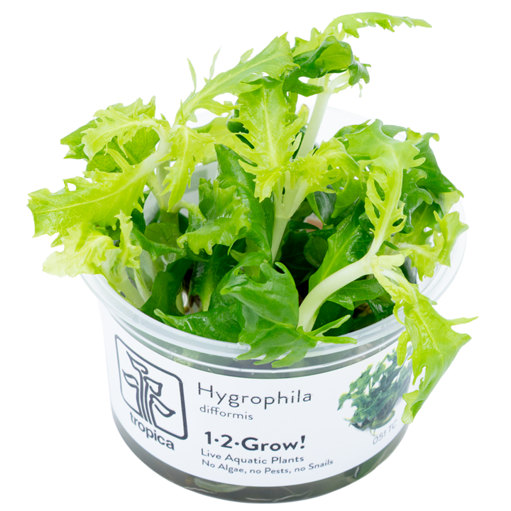 Hygrophila difformis Cup