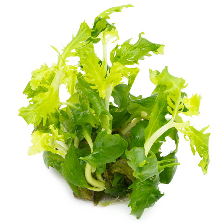 Hygrophila difformis Cup