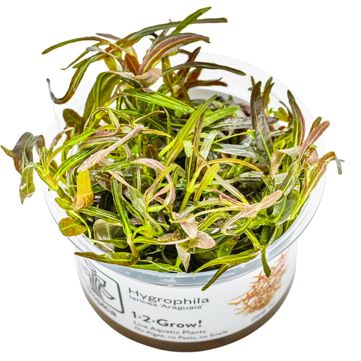 Hygrophila lancea “Araguaia” Cup