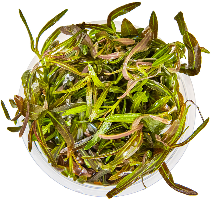 Hygrophila lancea “Araguaia” Cup