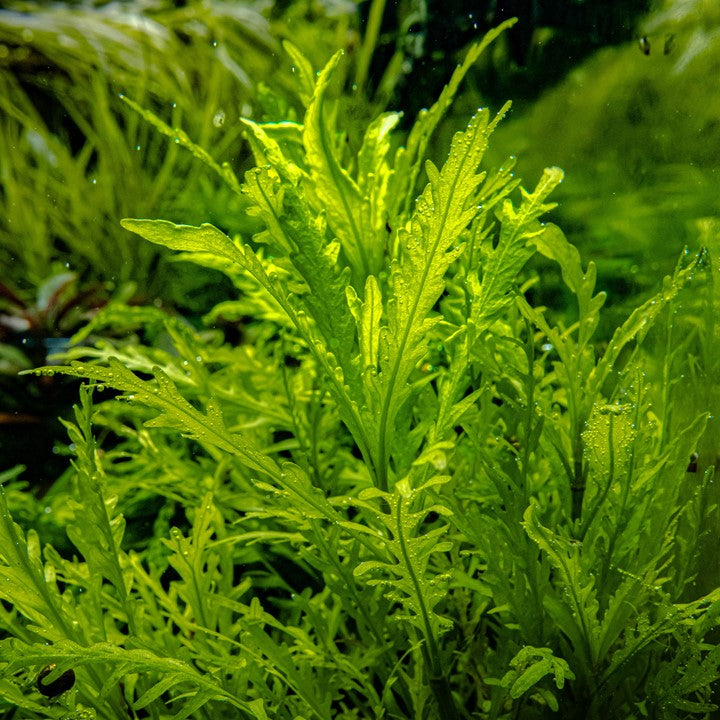 Hygrophila odora Cup