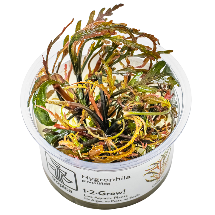 Hygrophila pinnatifida Cup