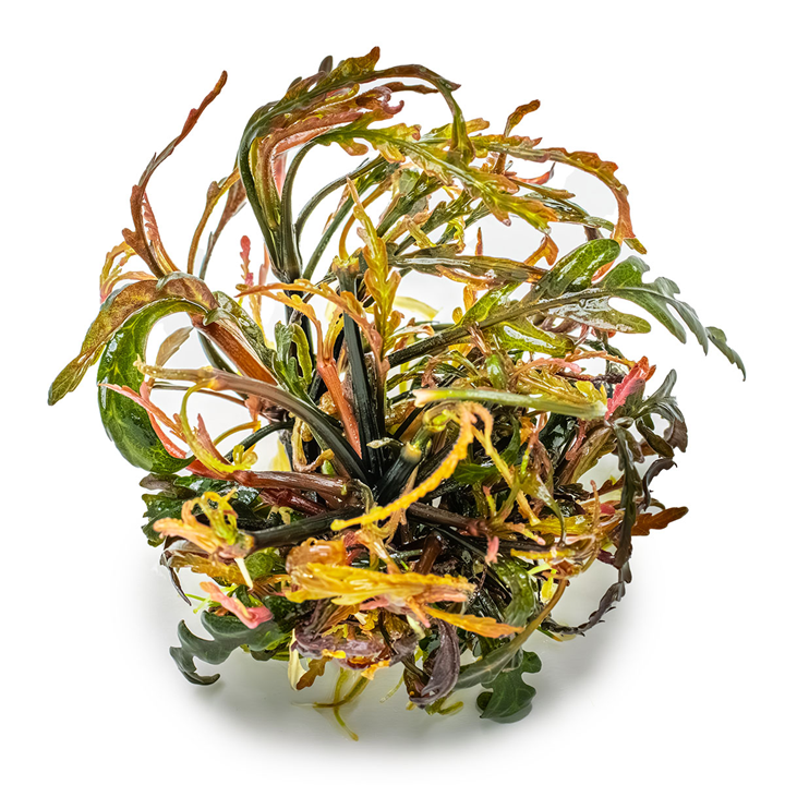 Hygrophila pinnatifida Cup