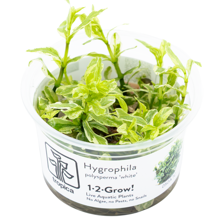 Hygrophila polysperma “white” Cup