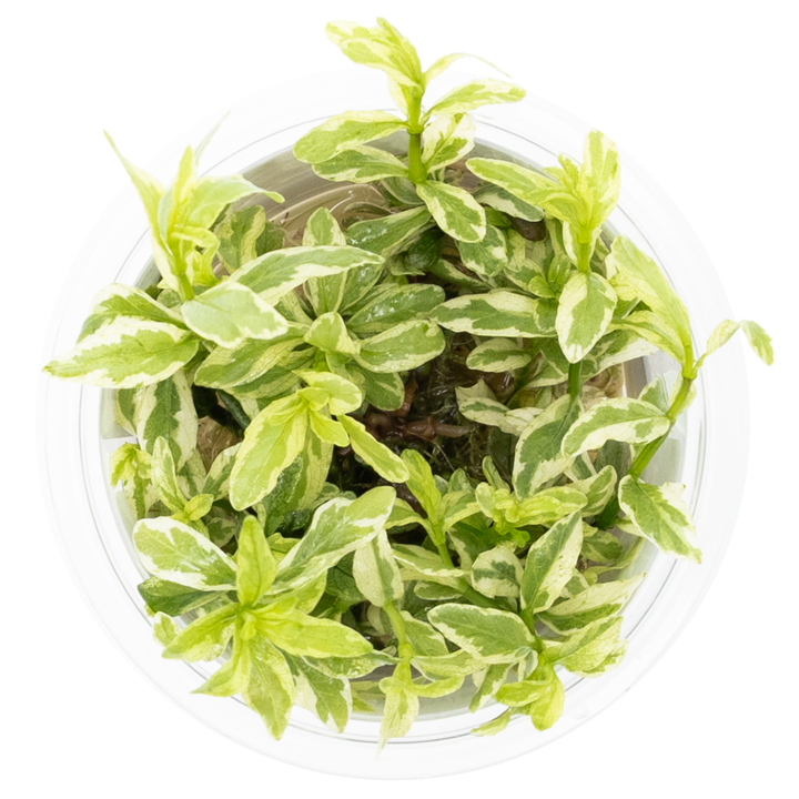 Hygrophila polysperma “white” Cup