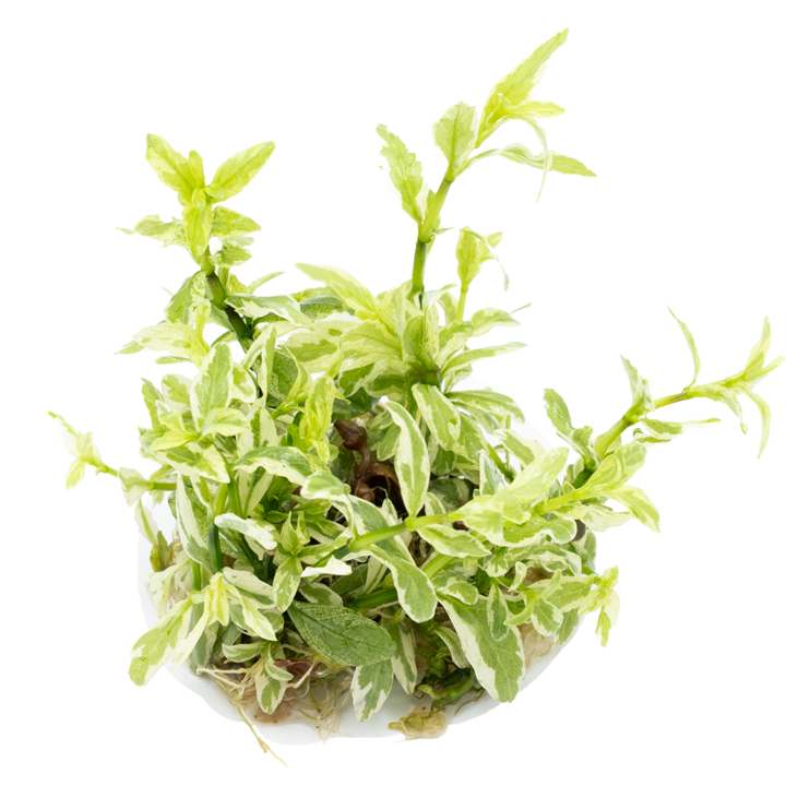 Hygrophila polysperma “white” Cup