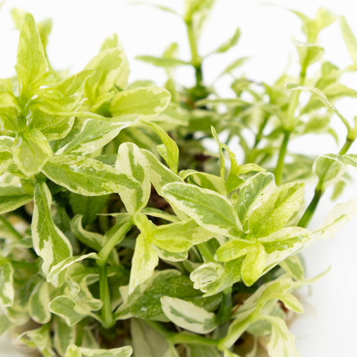 Hygrophila polysperma “white” Cup