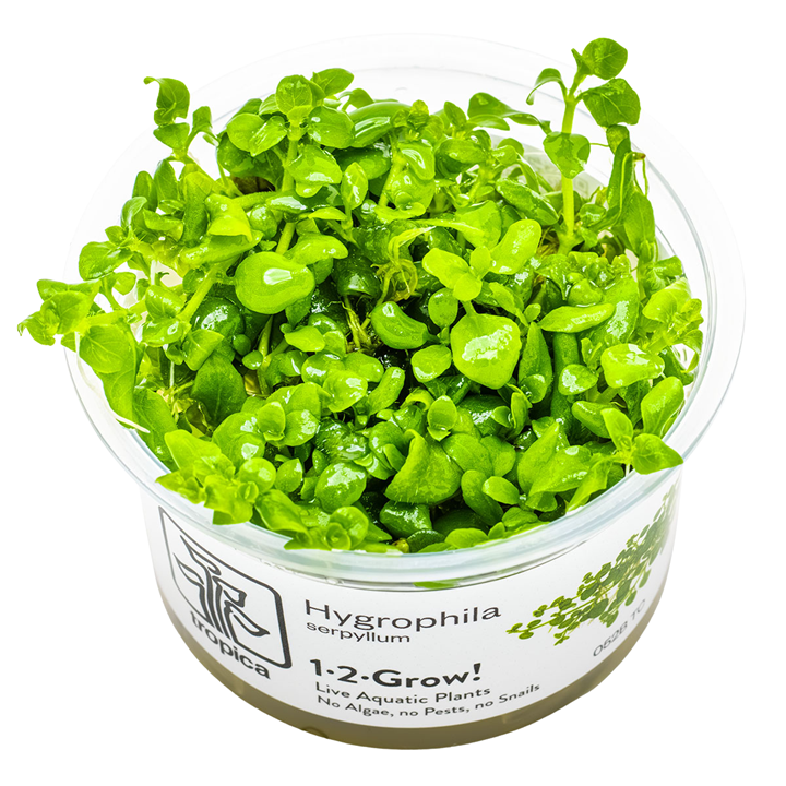 Hygrophila serpyllum Cup