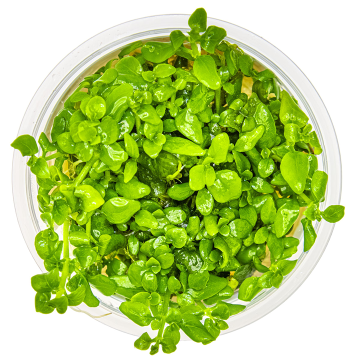 Hygrophila serpyllum Cup