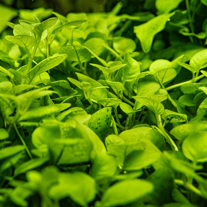 Hygrophila serpyllum Cup