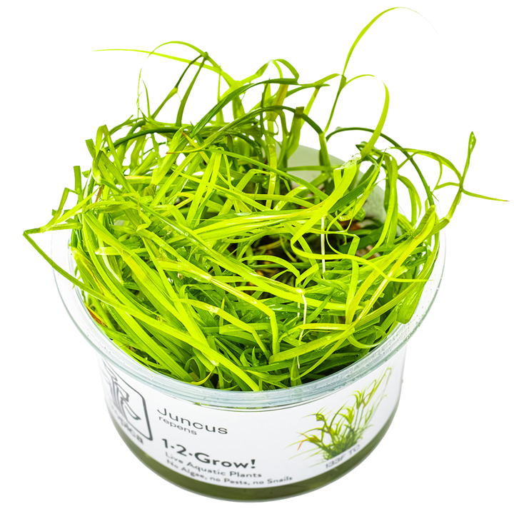 Juncus recensione Cup