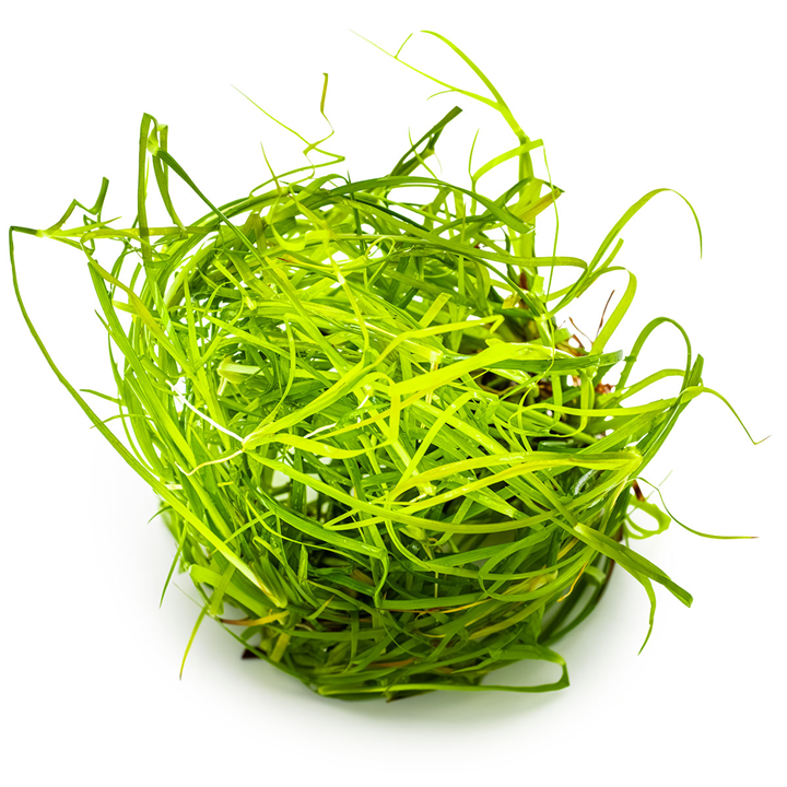 Juncus recensione Cup