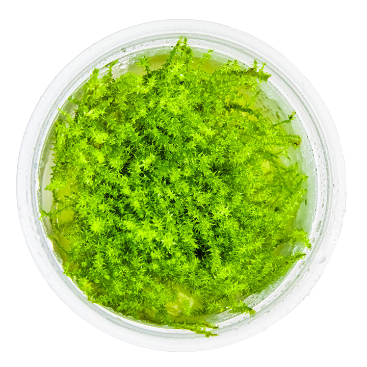 Leptodictyum riparium cup