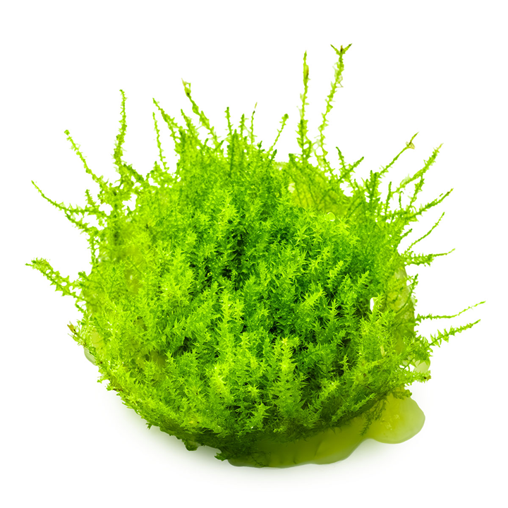 Leptodictyum riparium cup