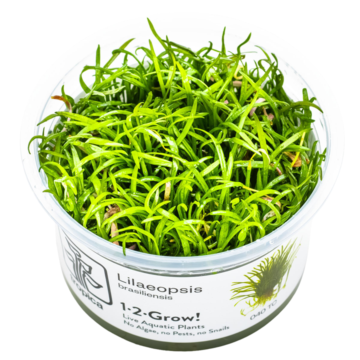 Lilaeopsis brasiliensis Cup