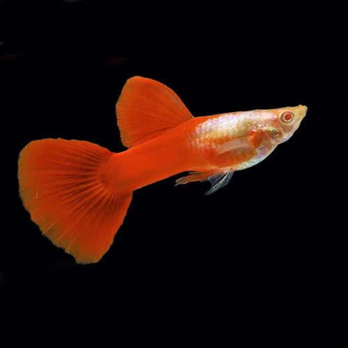 Poecilia reticulata (Guppy) albino Red Panda (coppia)