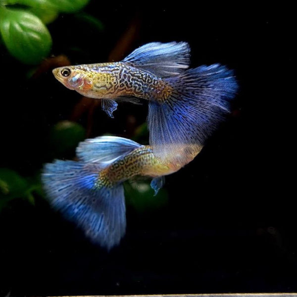 Poecilia reticulata (Guppy) blue lace (coppia)